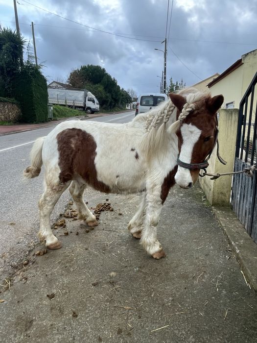 Para venda ponei super mansinho