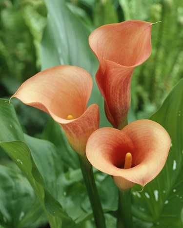 Цветные каллы  клубни