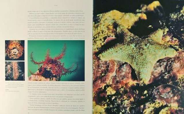 Sob Este Mar Português