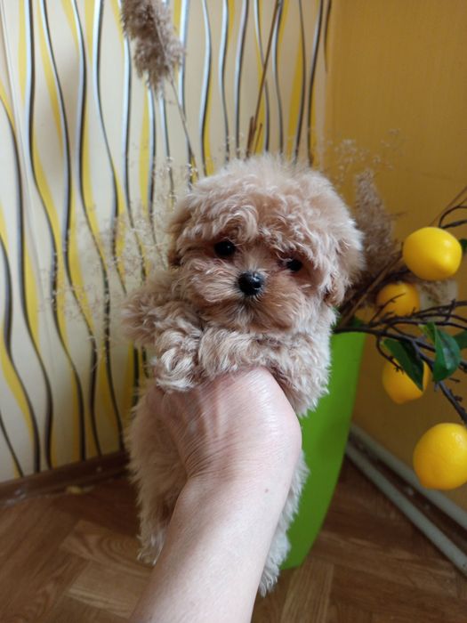 Міні дівчатка, мальтіпу.