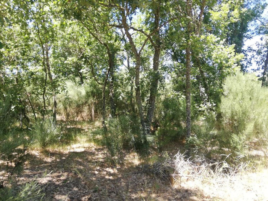 Terreno a 15min da Guarda