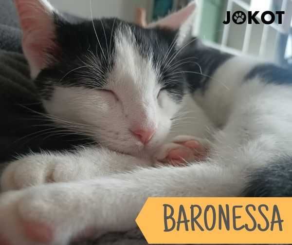 Baronessa - śliczna krówka pilnie szuka domku!