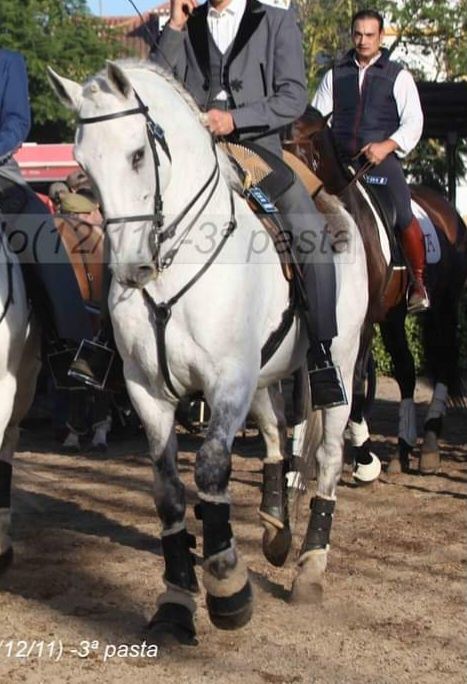 Vendo cavalo Puro sangue lusitano