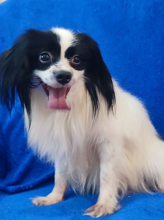 Срочно ищет дом улыбчивый мальчик Папийон - ФАЛЕН!