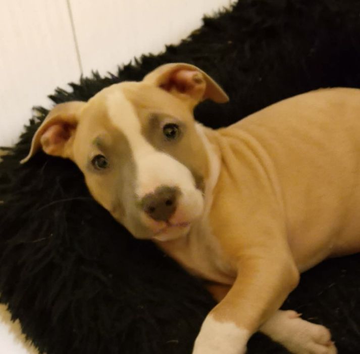 Dziewczynka amstaff gotowa do odbioru