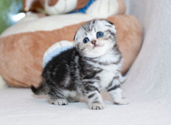Очень красивый котик