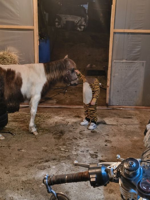 Vendo Pônei shetland com 2 anos