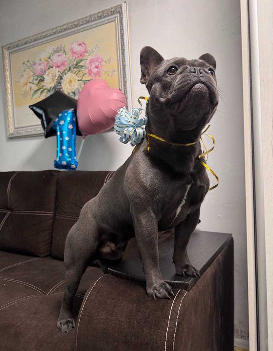 Французький бульдог, хлопчик, 1 рік