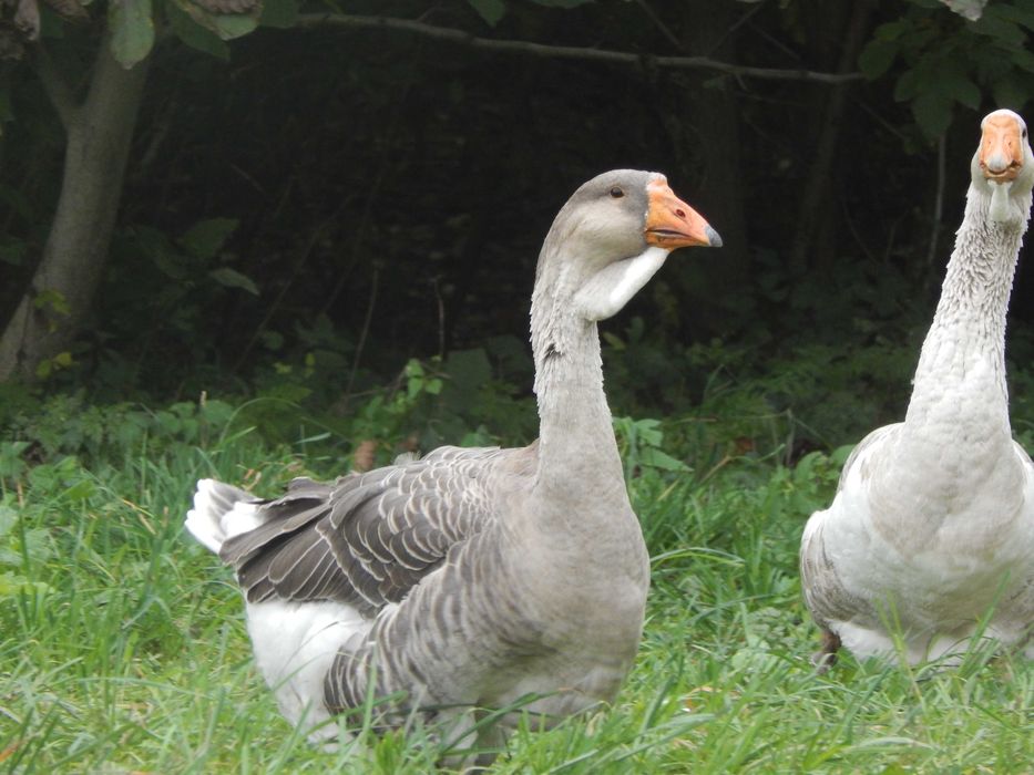 Гуси холмогори. Холмогорські гуси