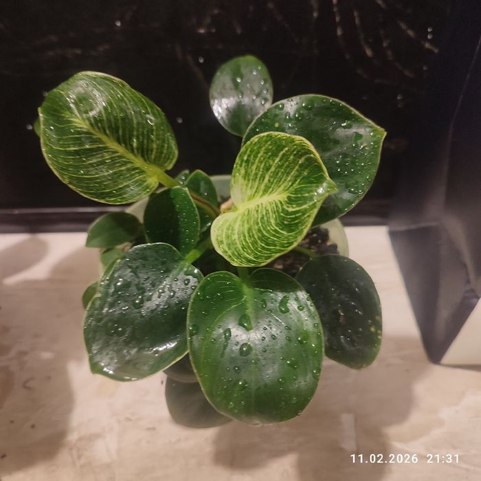 Хапай подарок на День влюбленных и 8 Марта! марта филодендрон Биркин