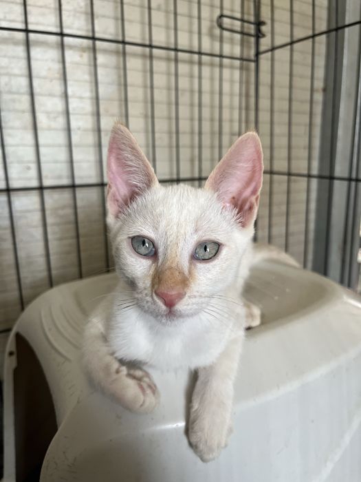 3 Gatinhos Branquinhos meiguinhos!
