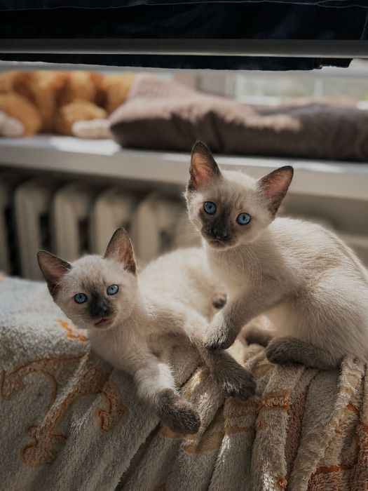 Котенок тайский (сиамский)