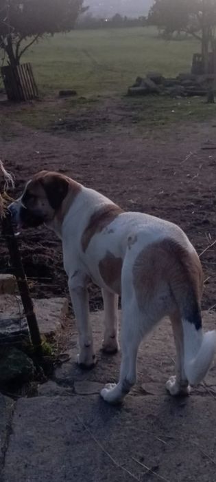 Cadela de raça cão de gado transmontano com 5 meses toda a documentaçã