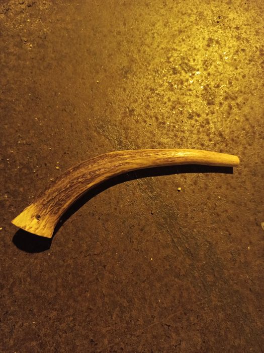 Corno / chifre com cerca de um palmo.