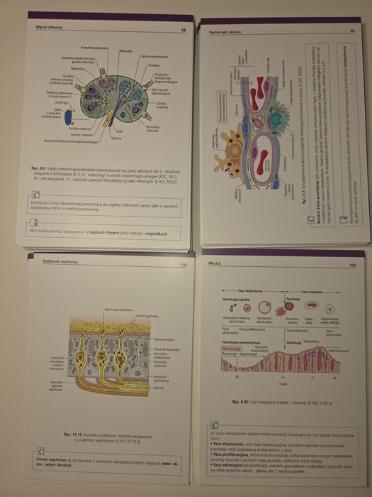 Sobotta Flashcards - histologia