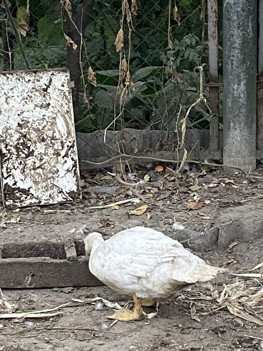 Индоутята молодые