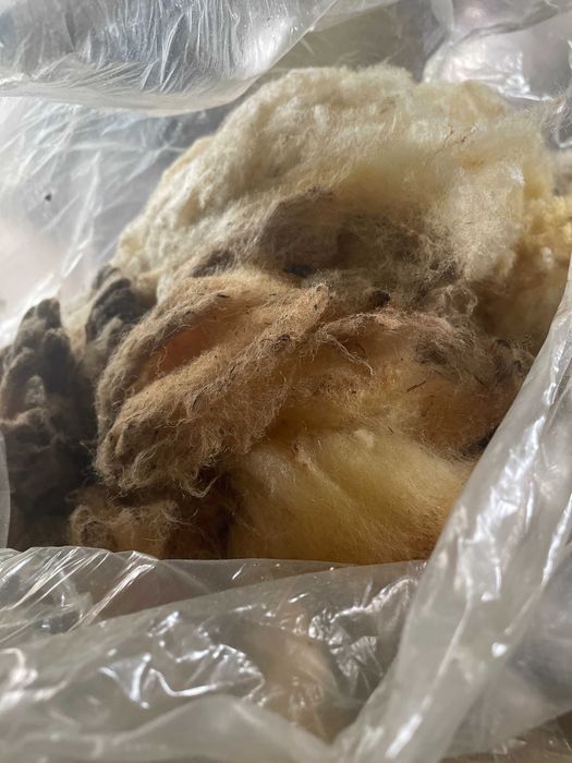 Wełna owcza suffolk