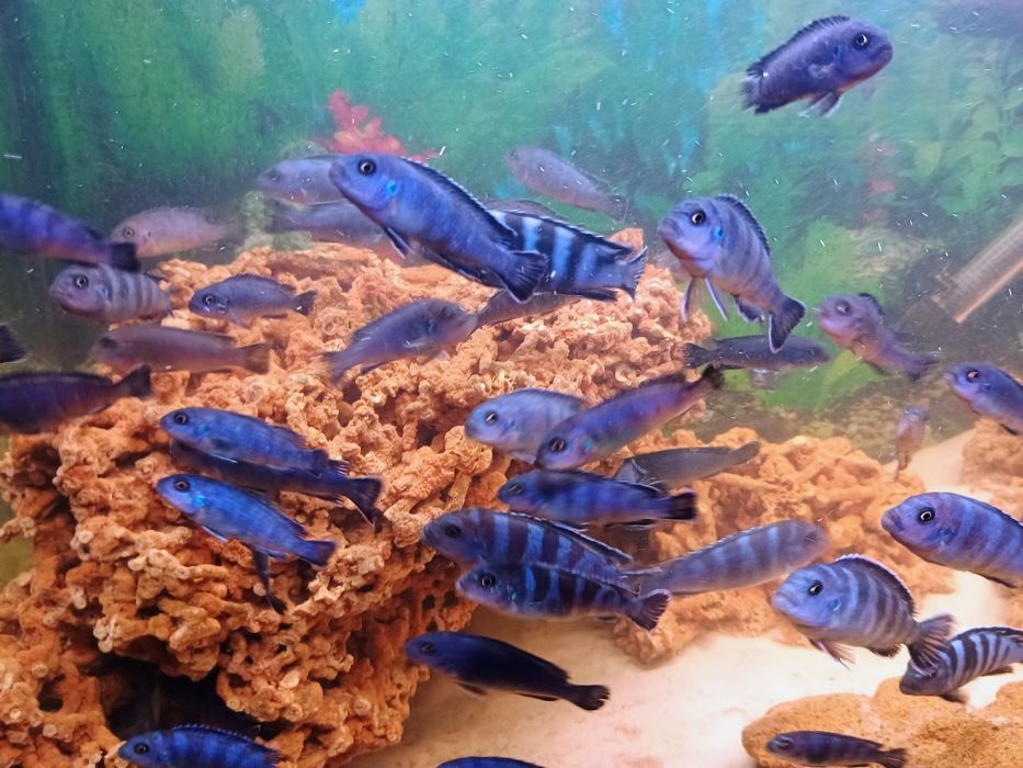 Малавійські цихліди