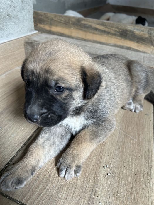 Cachorros para adopção
