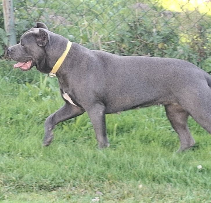 Cane corso-suczka