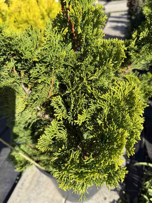 Кипарисовик туя Грацилис