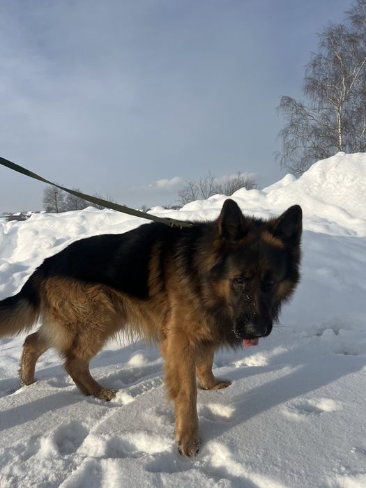 Німецька вівчарка вязка