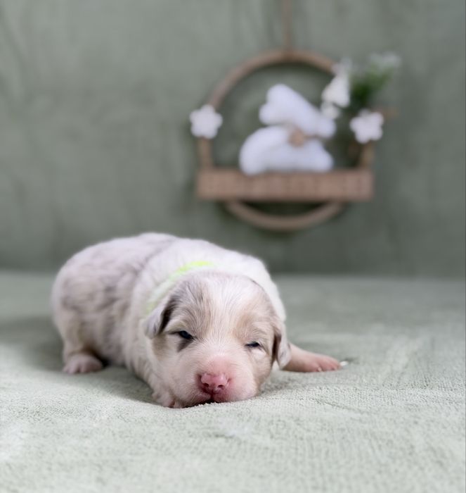 Border collie suczka lilac merle
