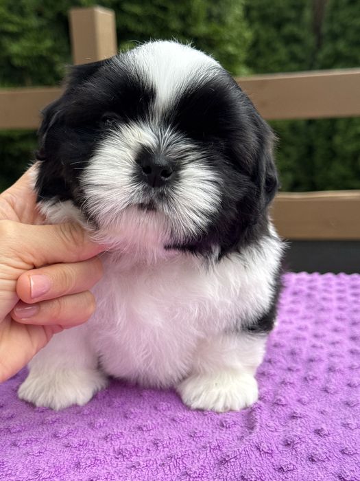 szczeniaczek  Shih Tzu ZKWP