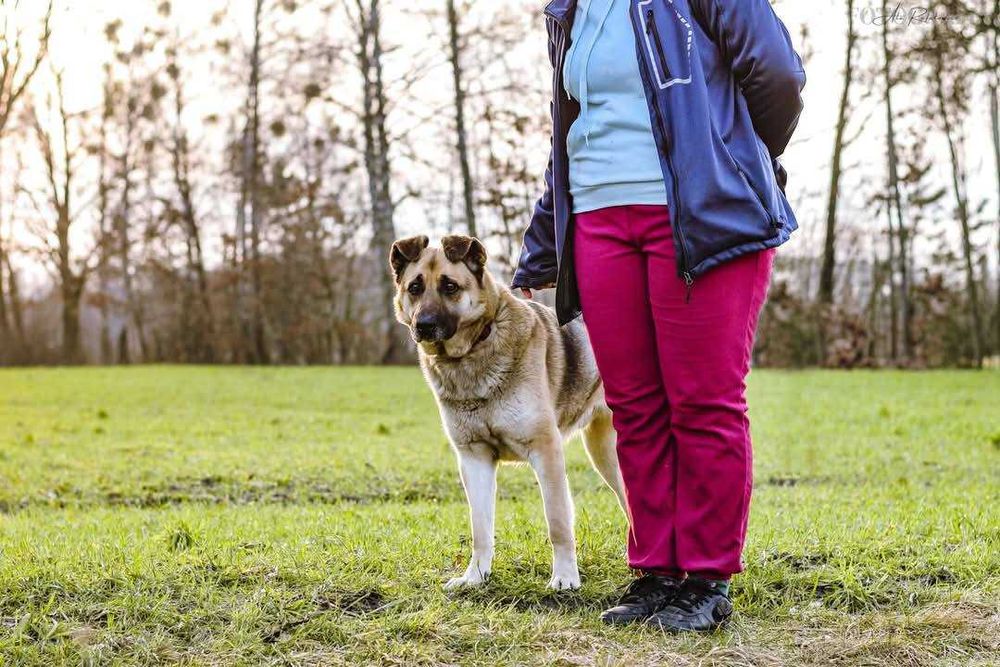 Ok. 5-6 letni pies Staś, dogaduje się z innymi psami