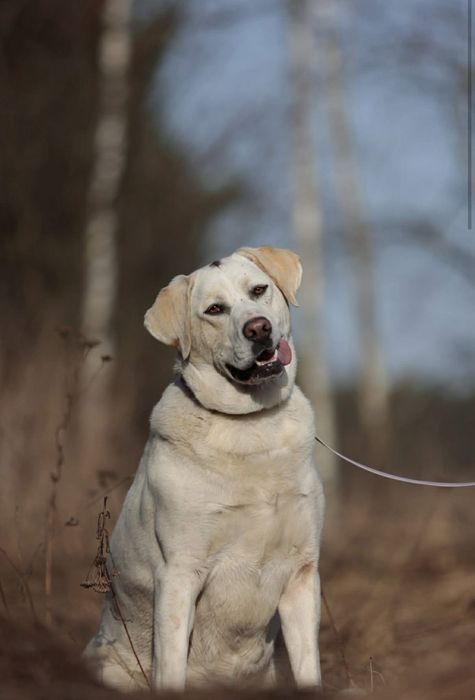 Labrador suczka do adopcji