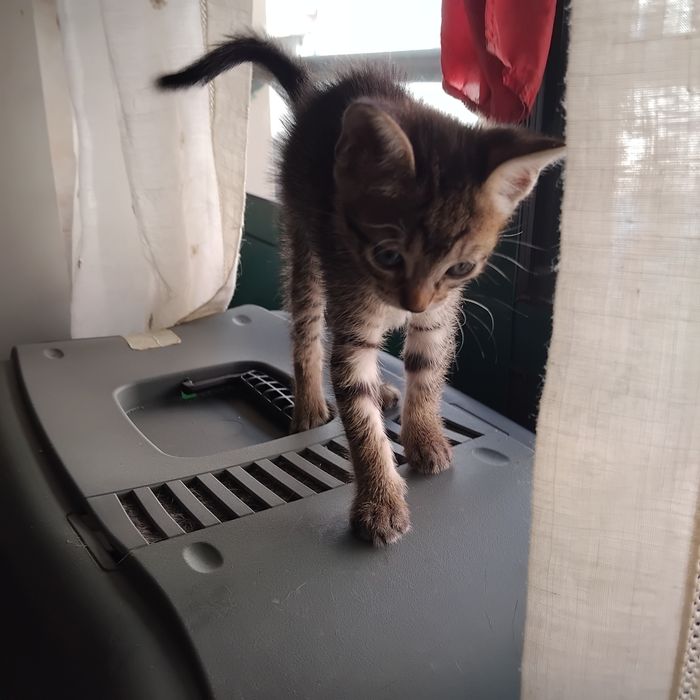 Gatinha fêmea para adoção responsável.