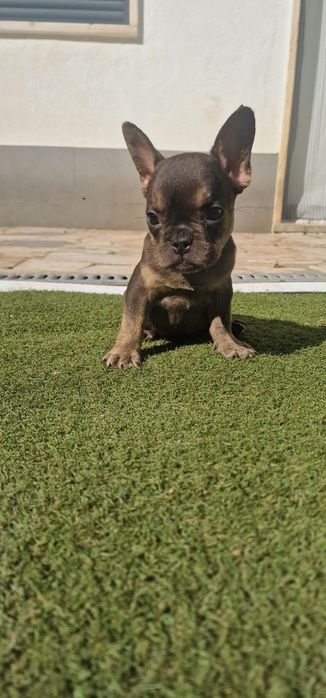 Menina bulldog frances blue tan
