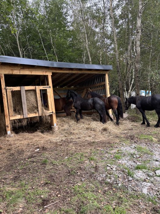 Pensjonat, stajnia dla koni łąki 24/7