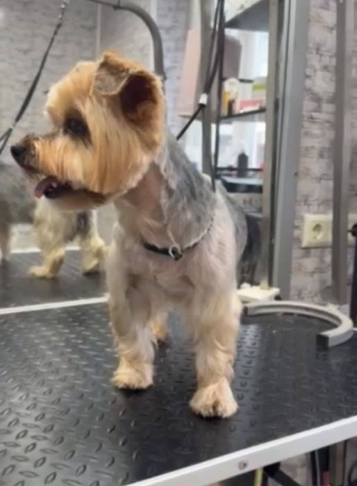 Грумінг для всіх порід собак і котів!