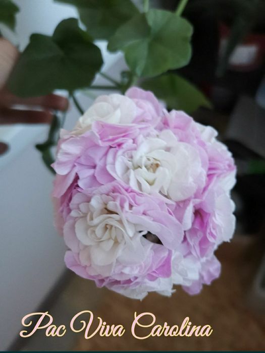 Пеларгонія плющелистні (12 сортів)