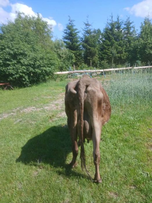 Sprzedam krowę mleczną