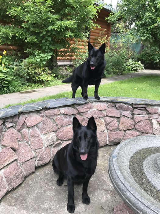 Німецька вівчарка чорного кольору на случку (з документами)