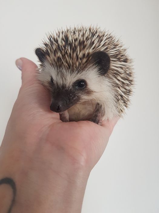 Jeż pigmejski Jeż afrykański Hodowla Zarejestrowana