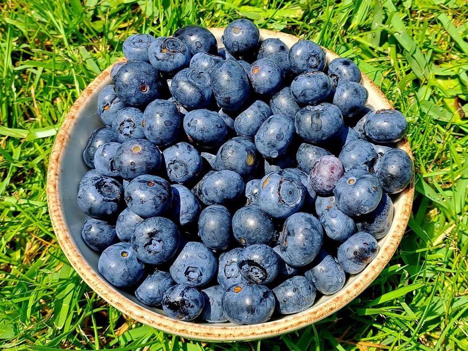 Mirtilos 100% Biológicos