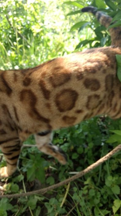 бенгальский кот чемпион