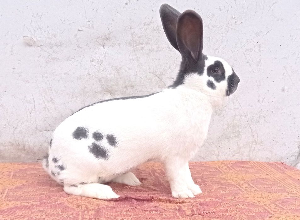 Німецький строкач