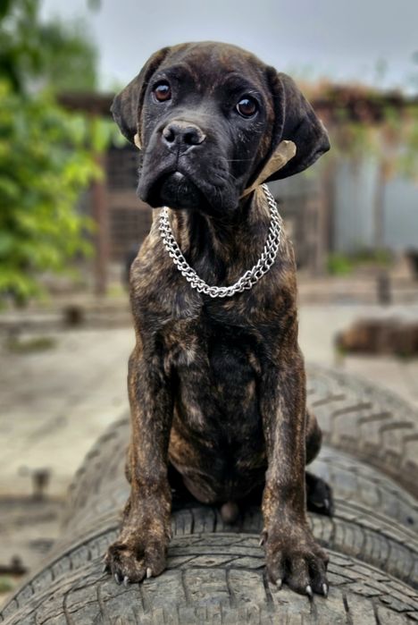 Кане корсо ярко тигровый мальчик