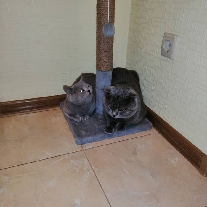Шотландські кошенята