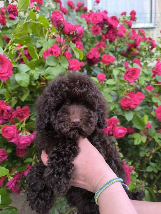 Дівчата і хлопчик чекає на Вас