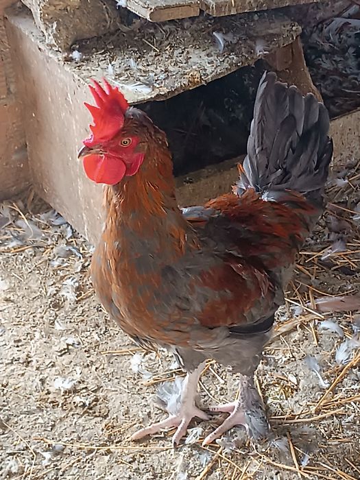 Galos Marans para mudar de capoeira
