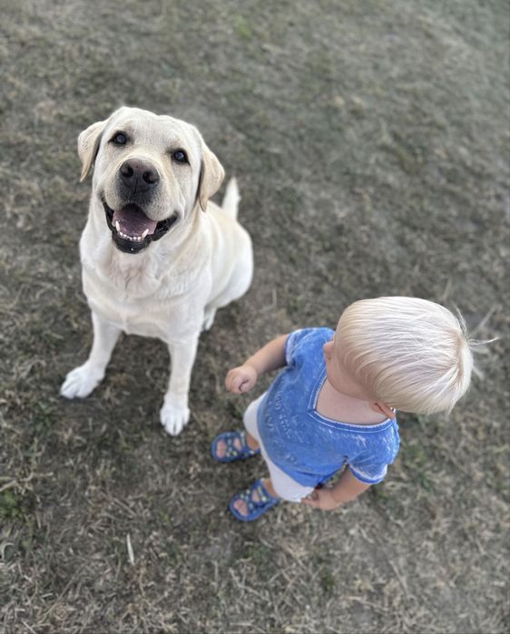 Віддам Лабрадора