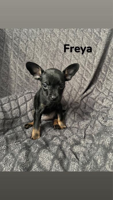 szczeniak do adopcji