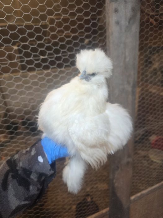 Kury rosy kury silki kury araukany naturalne ekologiczne kury