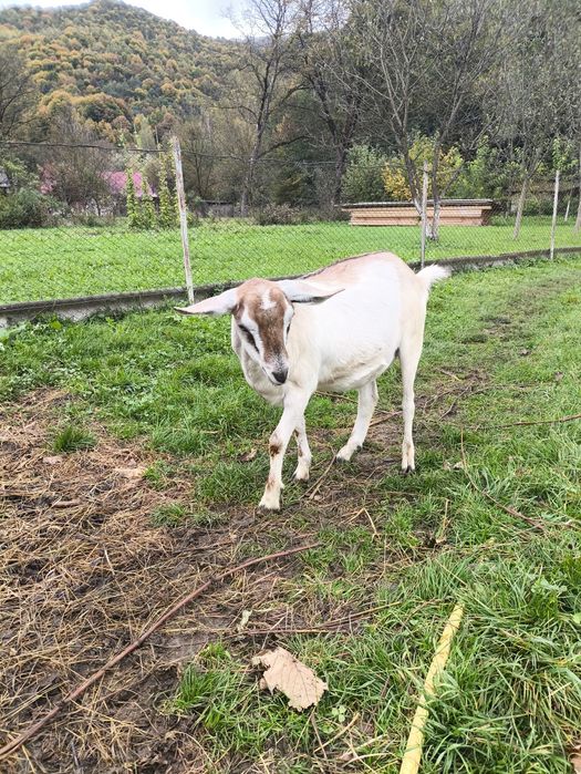 Кузлиця кітна породиста