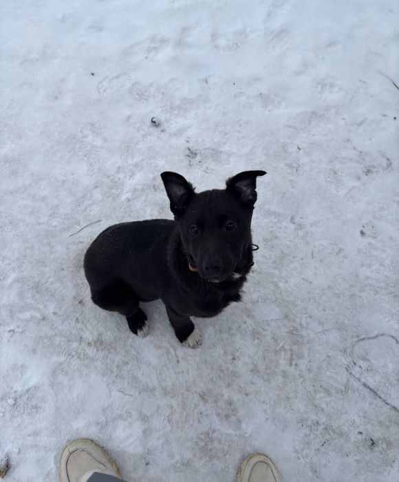 Цуценя шукає добрі руки безкоштовно